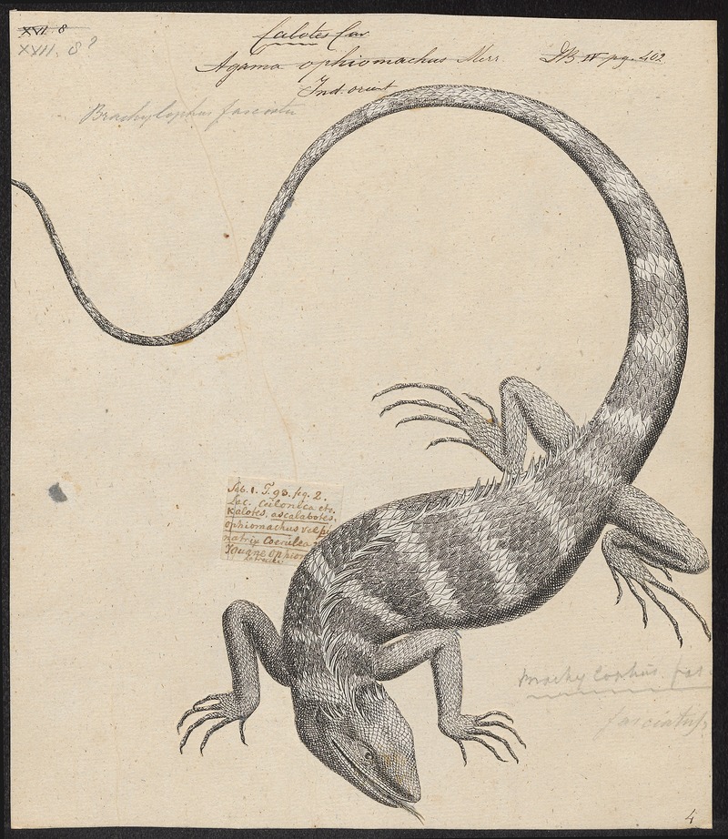 Brachylophus fasciatus - 1700-1880 - Print - Iconographia Zoologica - Special Collections University of Amsterdam - UBA01 IZ12800067.jpg