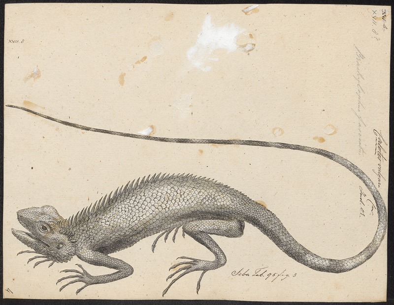 Brachylophus fasciatus - 1700-1880 - Print - Iconographia Zoologica - Special Collections University of Amsterdam - UBA01 IZ12800069.jpg