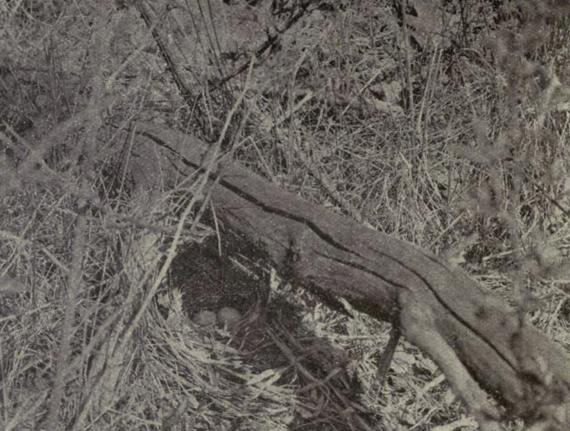Pipilo erythrophthalmus nest 1904.jpg