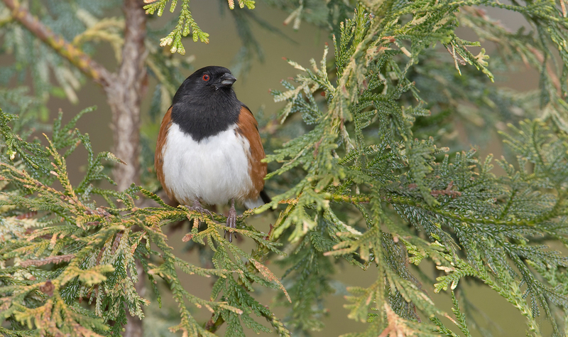 Rufous-sided Towhee, unknown location 1.jpg