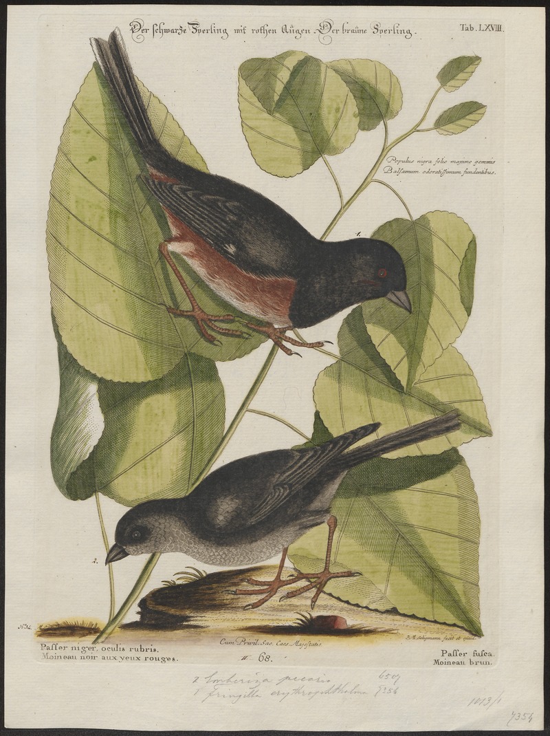 Molothrus ater - 1700-1880 - Print - Iconographia Zoologica - Special Collections University of Amsterdam - UBA01 IZ16000277.jpg