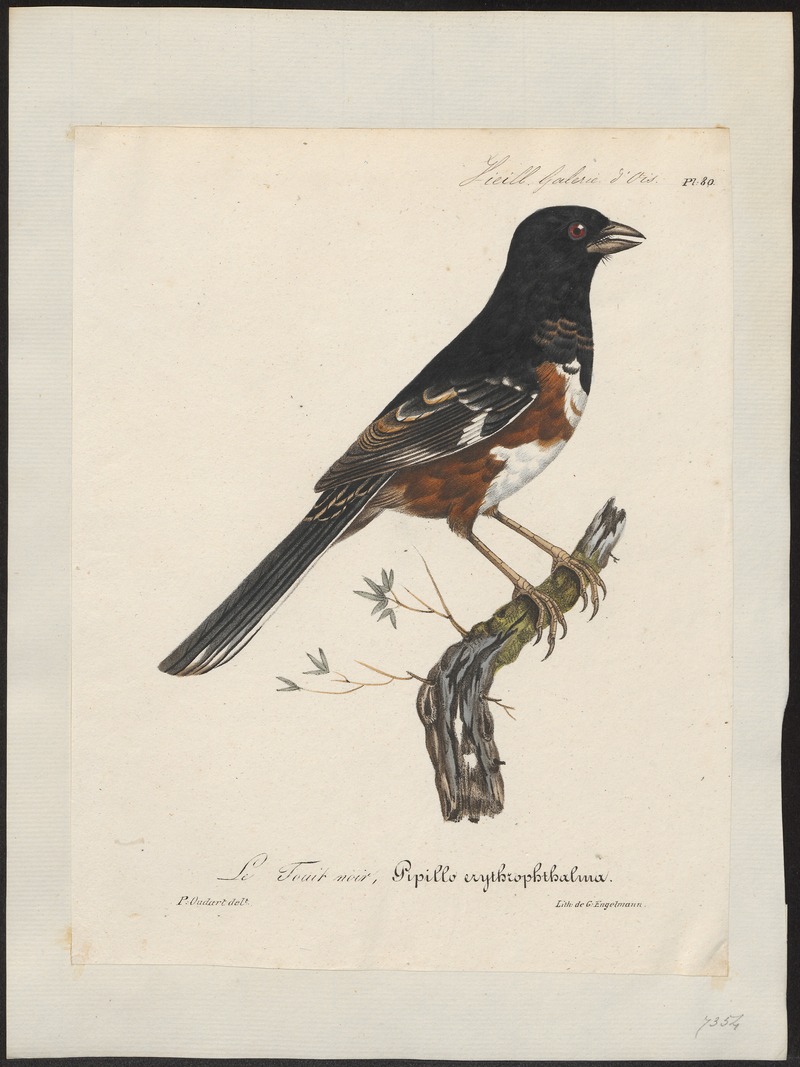 Pipilo erythrophthalmus - 1825-1834 - Print - Iconographia Zoologica - Special Collections University of Amsterdam - UBA01 IZ16000275.jpg