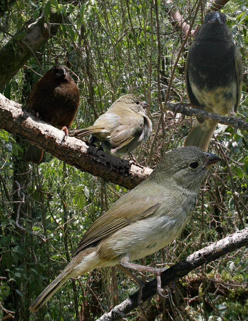 Black-faced Grassquit From The Crossley ID Guide Eastern Birds.jpg