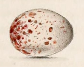 Tiaris bicolor egg 1859.jpg