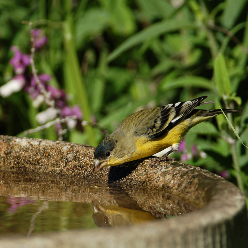 ♂ lesser goldfinch - lesser goldfinch (Spinus psaltria).jpg