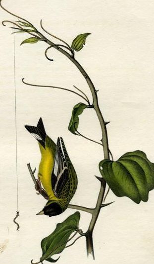 Carduelis psaltria (Audubon).jpg
