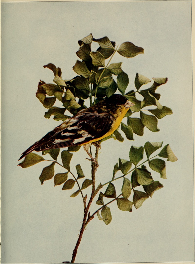 Birds and nature (1902) (14564762228).jpg