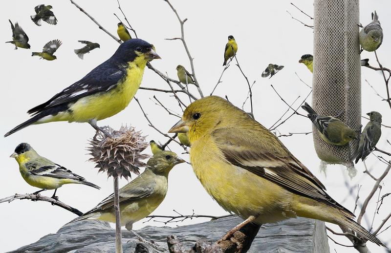 Lesser goldfinch From The Crossley ID Guide Eastern Birds.jpg