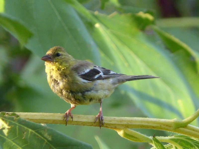 Lesser Goldfinch . Carduelis psaltria - Flickr - gailhampshire.jpg