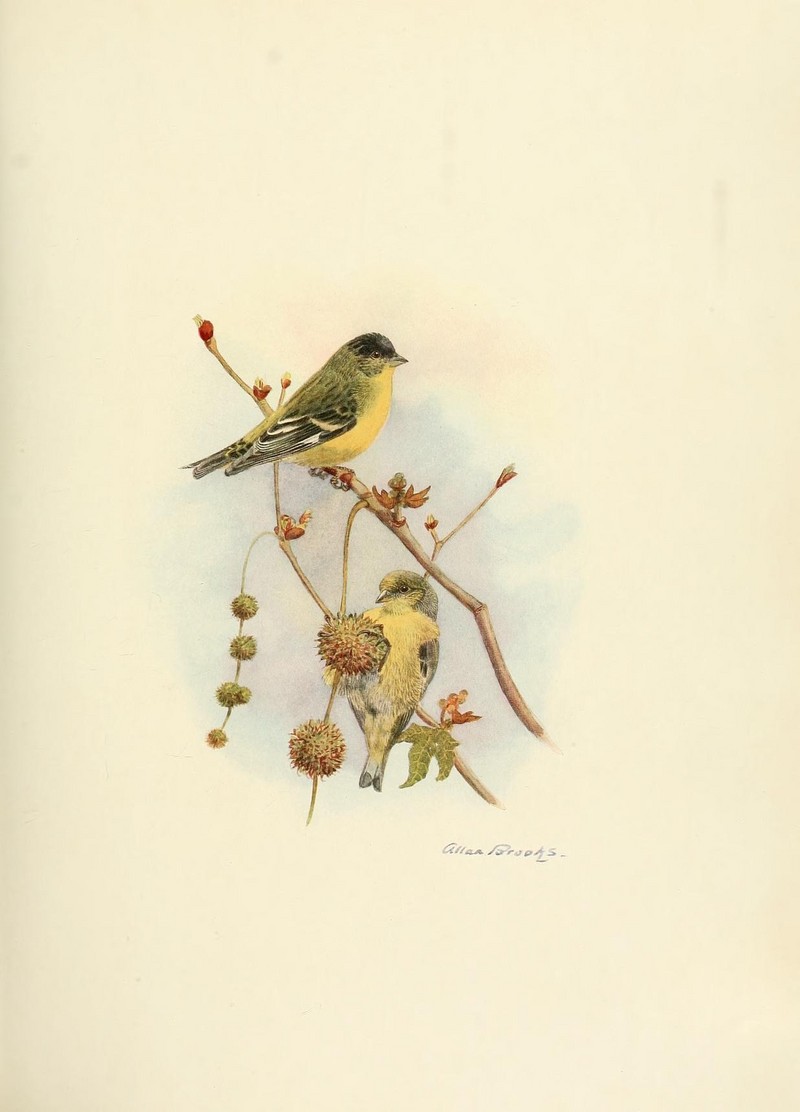 The birds of California (Plate 18) (7699539986).jpg
