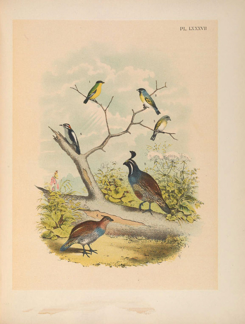 The birds of North America (PL. LXXXVII) (6022154231).jpg