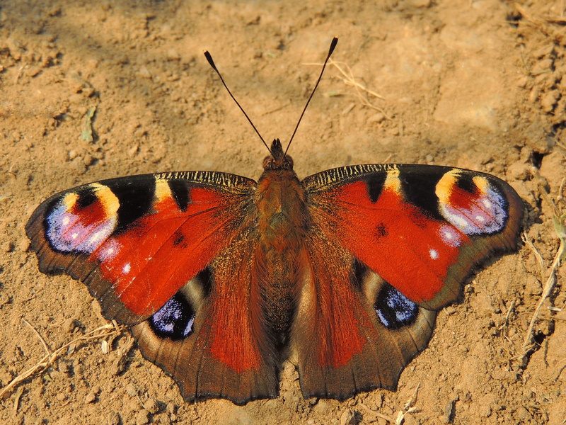 Aglais io (28116113802) - European peacock butterfly (Aglais io).jpg