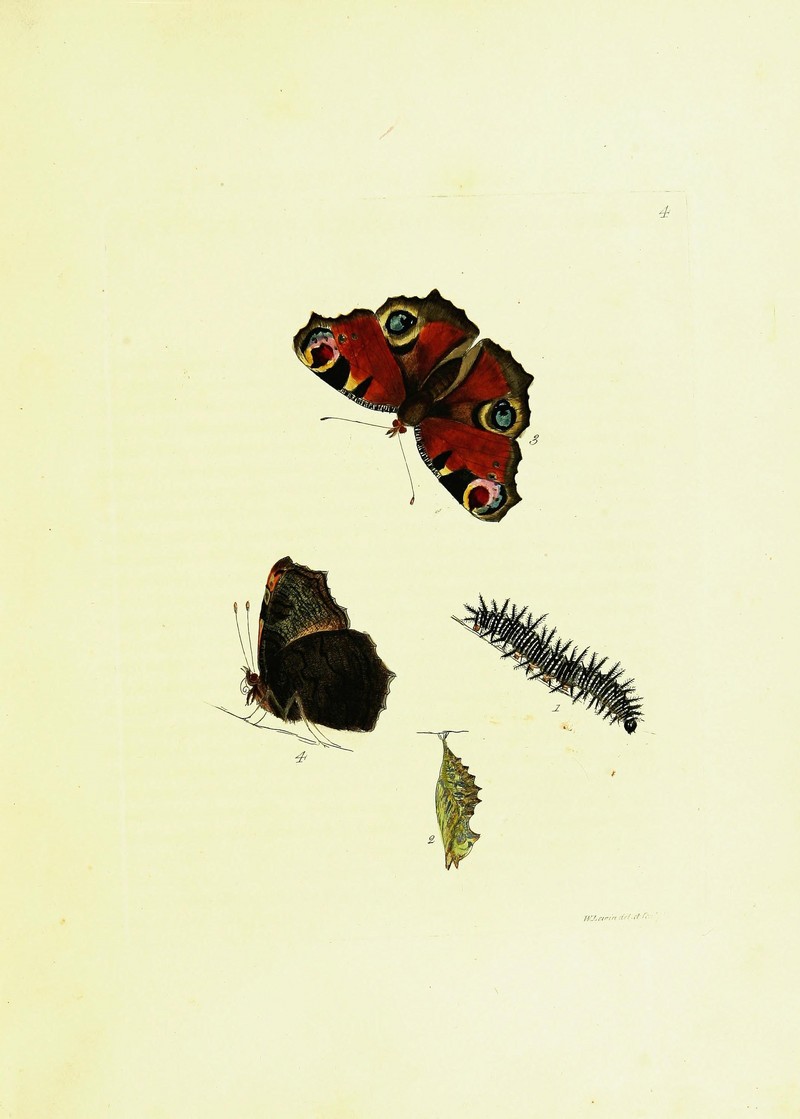 The papilios of Great Britain (9685831685).jpg