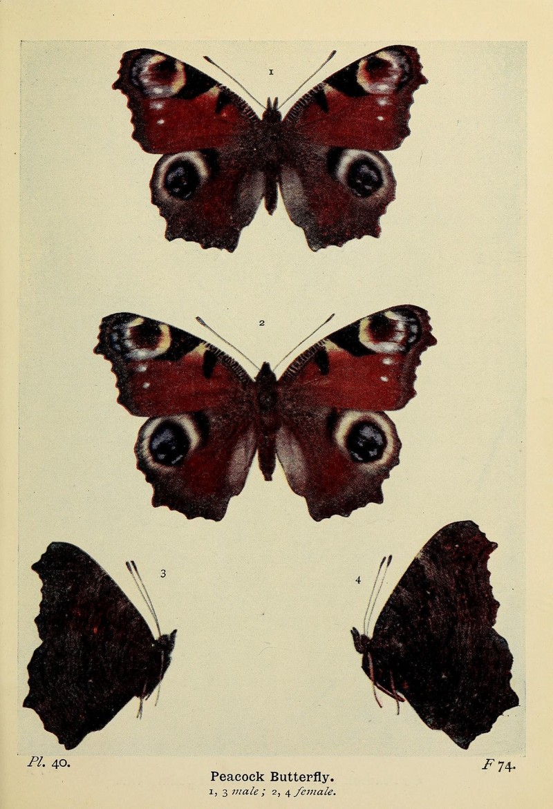 The butterflies of the British Isles (Pl. 40) (6925693159).jpg