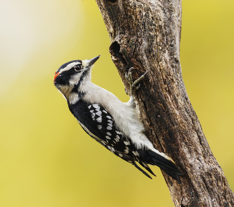 Picoides pubescens male, Shenandoah National Park, Virginia - downy woodpecker (Dryobates pubescens).jpg