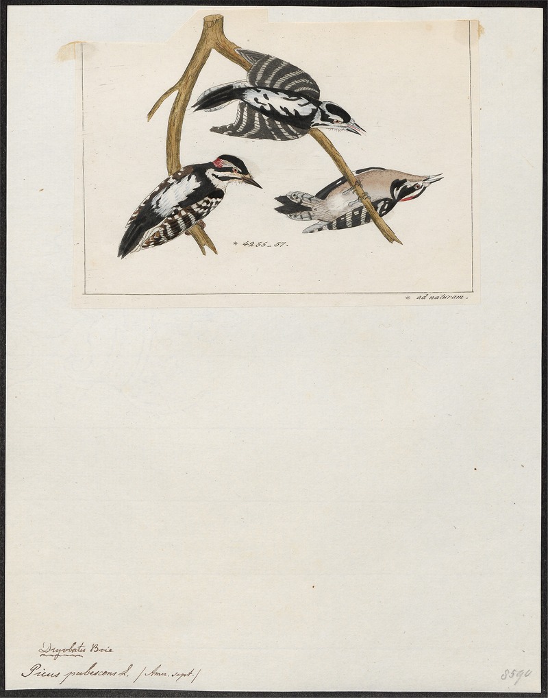 Picus pubescens - 1820-1860 - Print - Iconographia Zoologica - Special Collections University of Amsterdam - UBA01 IZ18700087.jpg