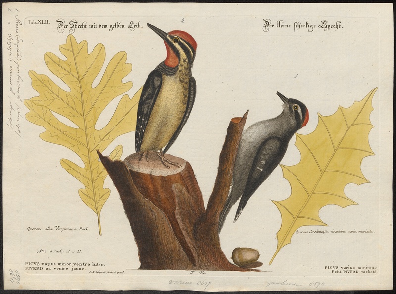 Picus pubescens - 1700-1880 - Print - Iconographia Zoologica - Special Collections University of Amsterdam - UBA01 IZ18700091.jpg