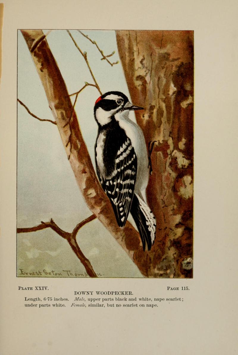 Bird-life (Plate XXIV) BHL7855802.jpg