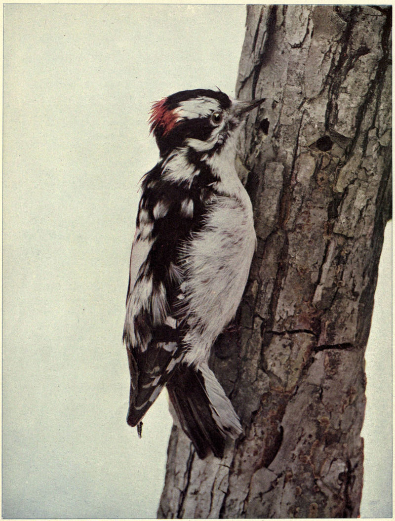 Birds Illustrated Downy Woodpecker.jpg