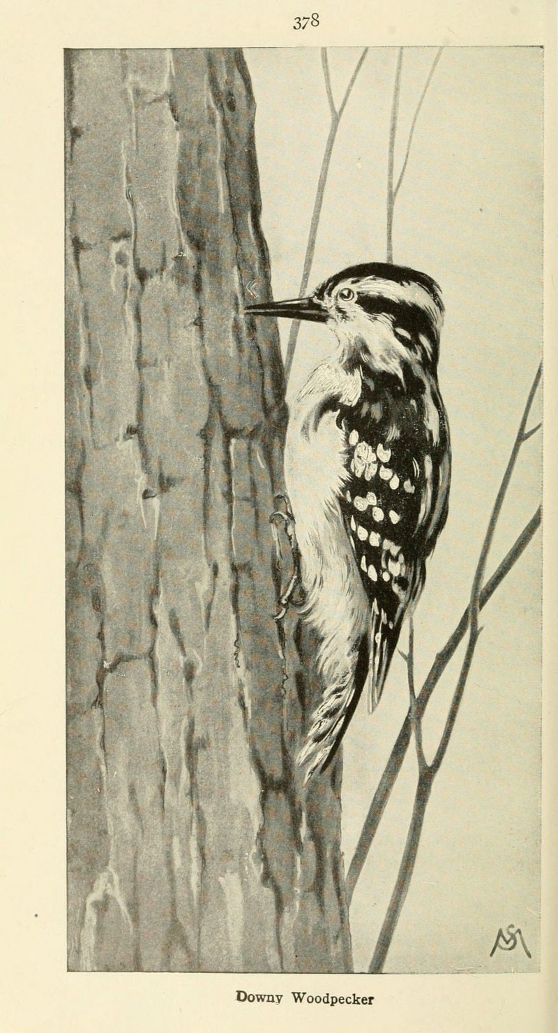 Field book of wild birds and their music (6260103657).jpg
