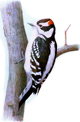 Downy Woodpecker (1).jpg