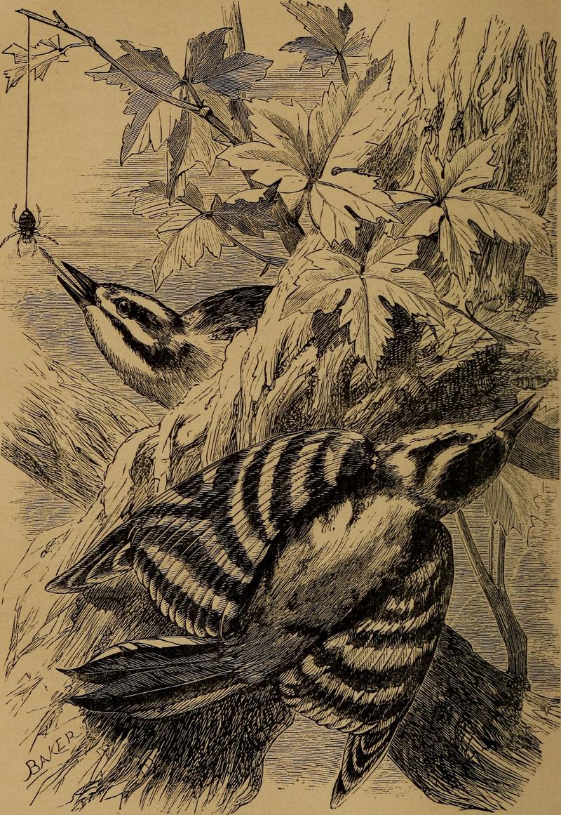 Cecil's book of birds (1869) (14565383387).jpg