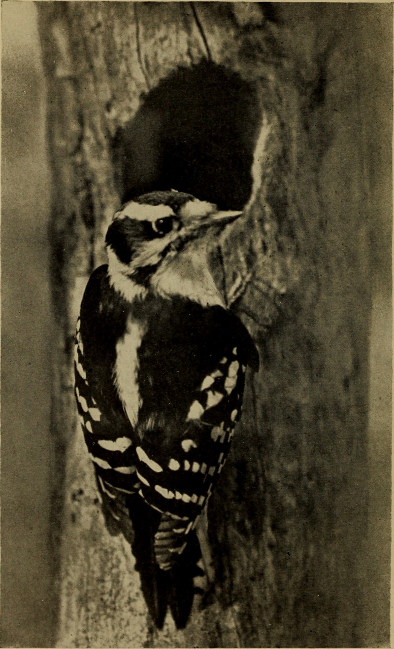 Birds of the New York city region (1923) (20375452932).jpg