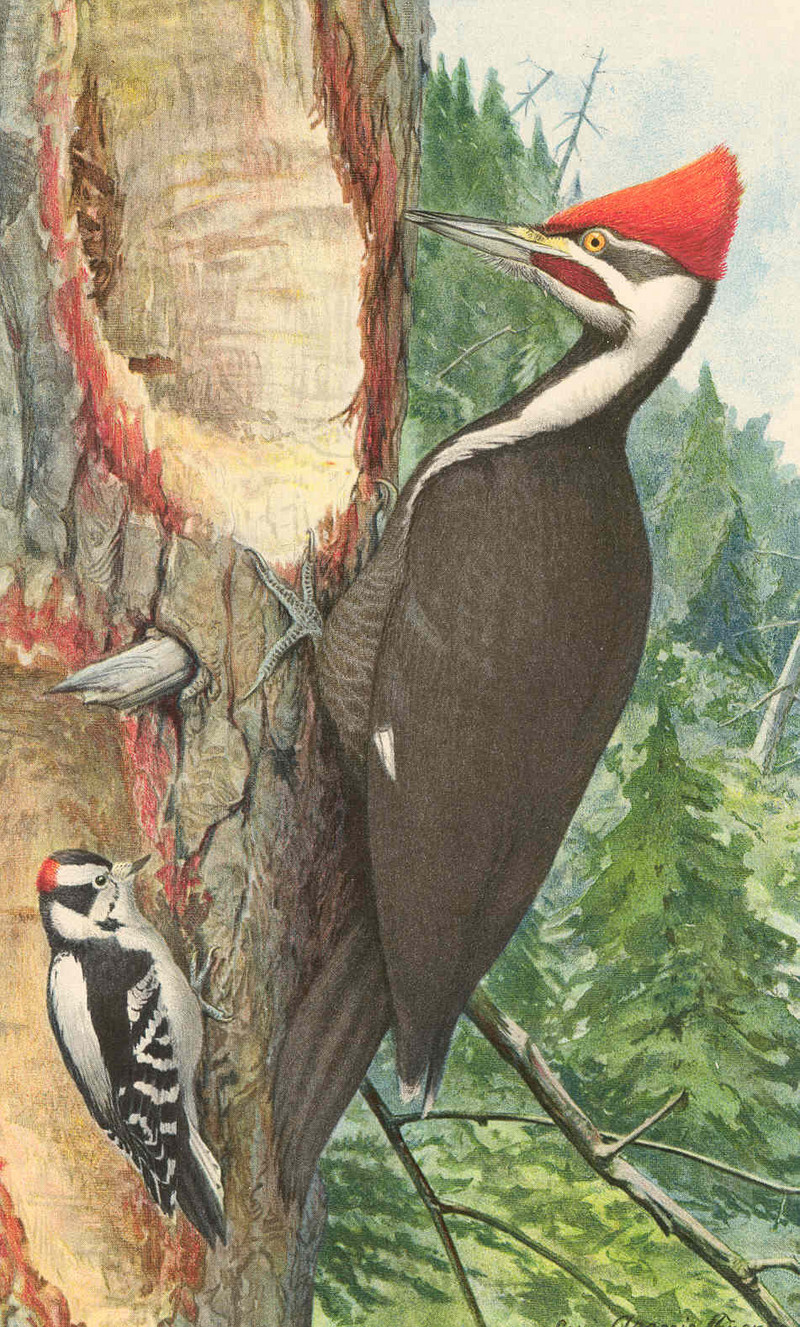 FMIB 43292 Pileated Woodpecker (Upper).jpeg