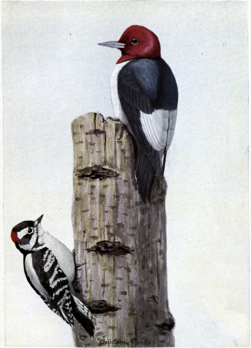Redhead the Woodpecker, Downy the Woodpecker.jpg