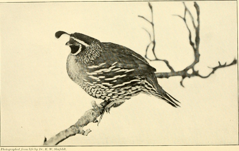 Birds in their relations to man; a manual of economic ornithology for the United States and Canada (1903) (14565187767).jpg