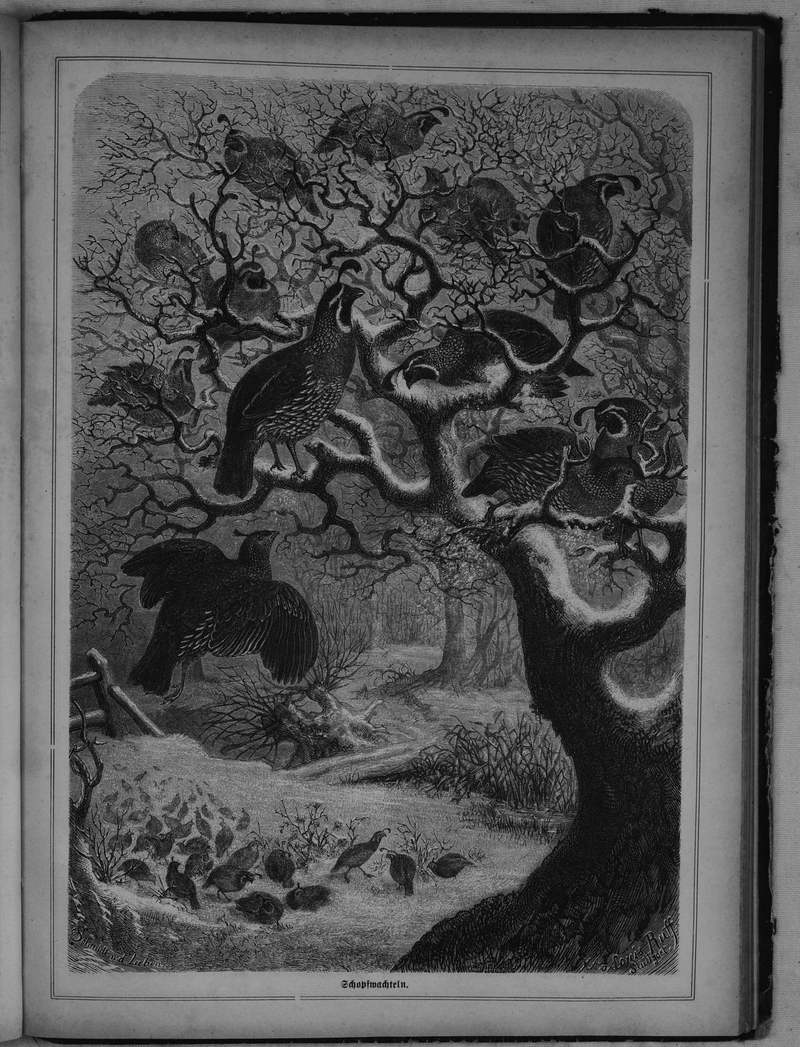 Die Gartenlaube (1869) 333.jpg