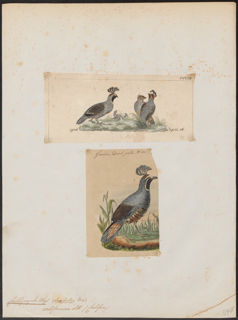 Callipepla californica - 1700-1880 - Print - Iconographia Zoologica - Special Collections University of Amsterdam - UBA01 IZ17100257.jpg