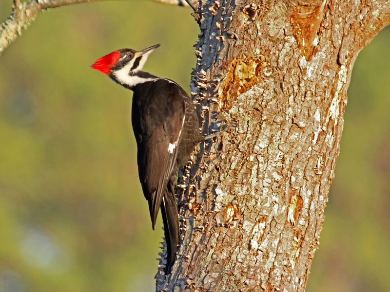 Pileated Woodpecker Ash RWD2.jpg