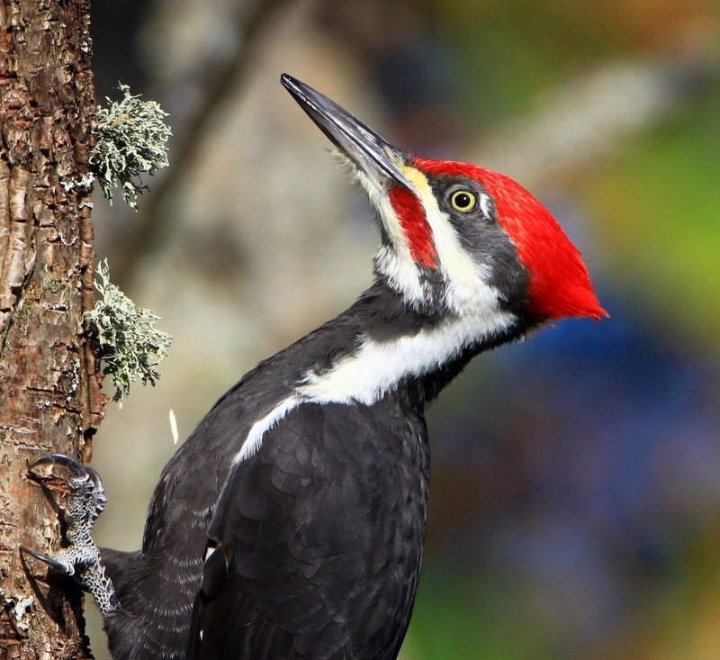 Pileated Woodpecker (6258355443).jpg