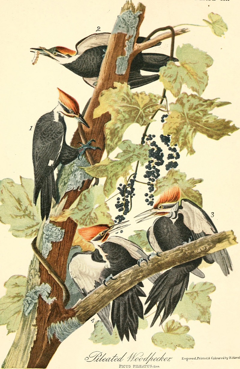 Audubon, the naturalist; a history of his life and time ((c1917)) (19728049073).jpg