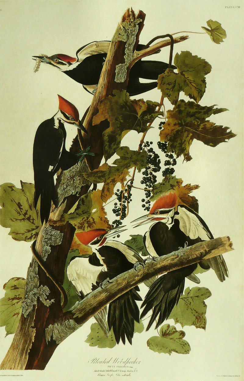 John James Audubon - Pileated Woodpecker.jpg