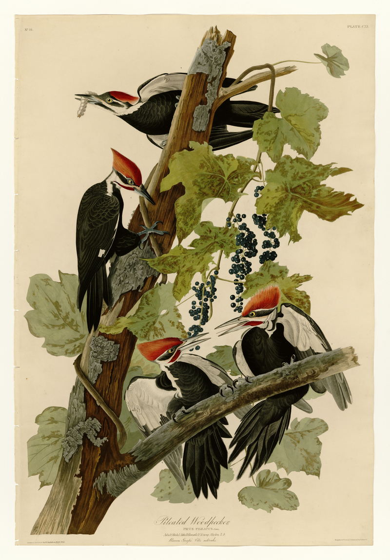 111 Pileated Woodpecker.jpg