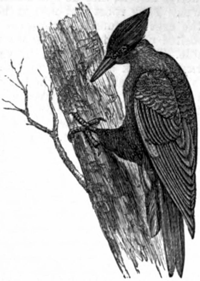 AmCyc Woodpecker - black woodpecker.jpg