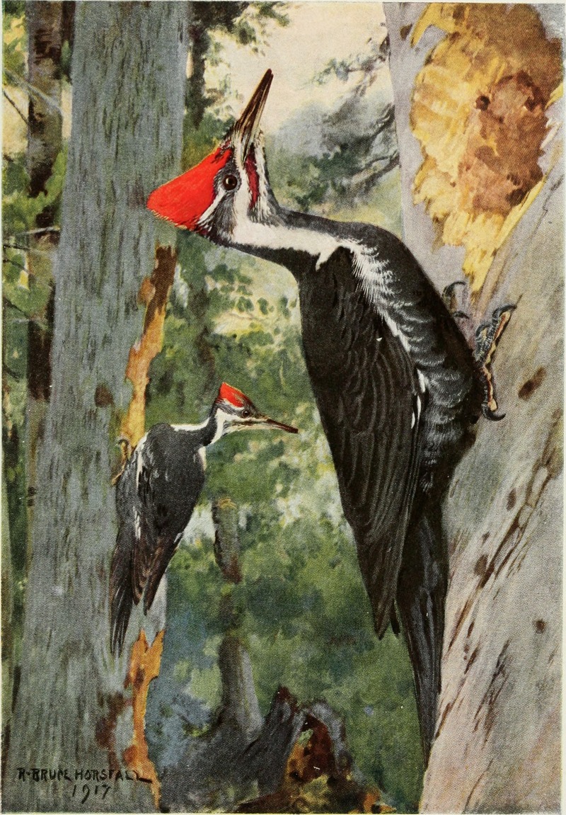 Bird-lore (1917) (14569058190).jpg