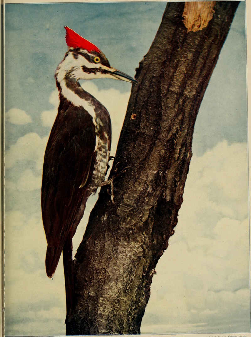 Birds and nature (1902) (14748246561).jpg