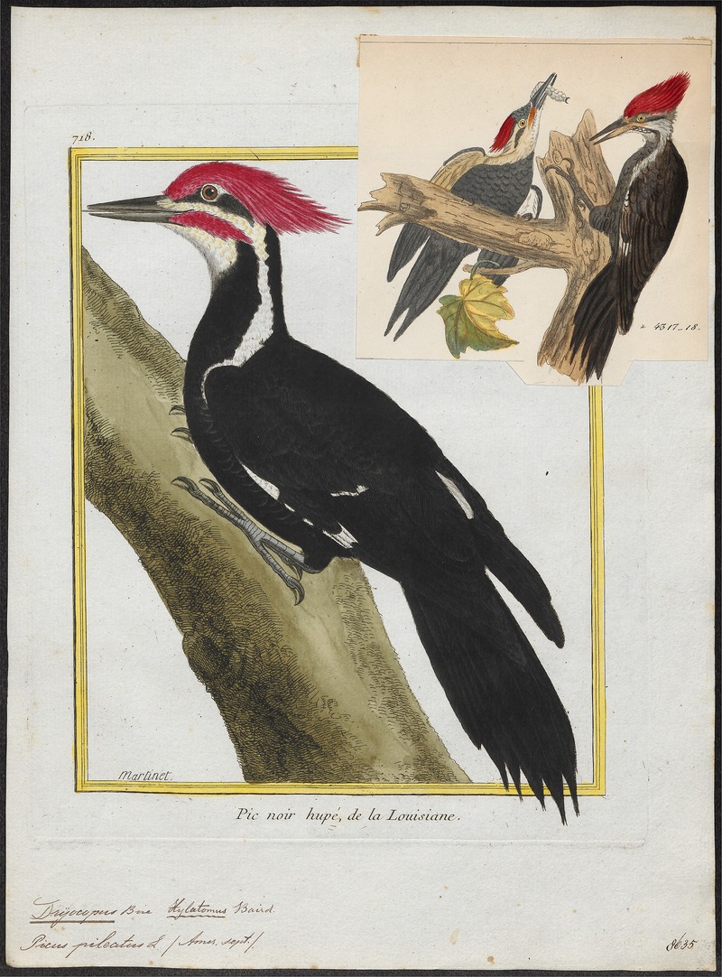 Dryocopus pileatus - 1700-1880 - Print - Iconographia Zoologica - Special Collections University of Amsterdam - UBA01 IZ18700157.jpg