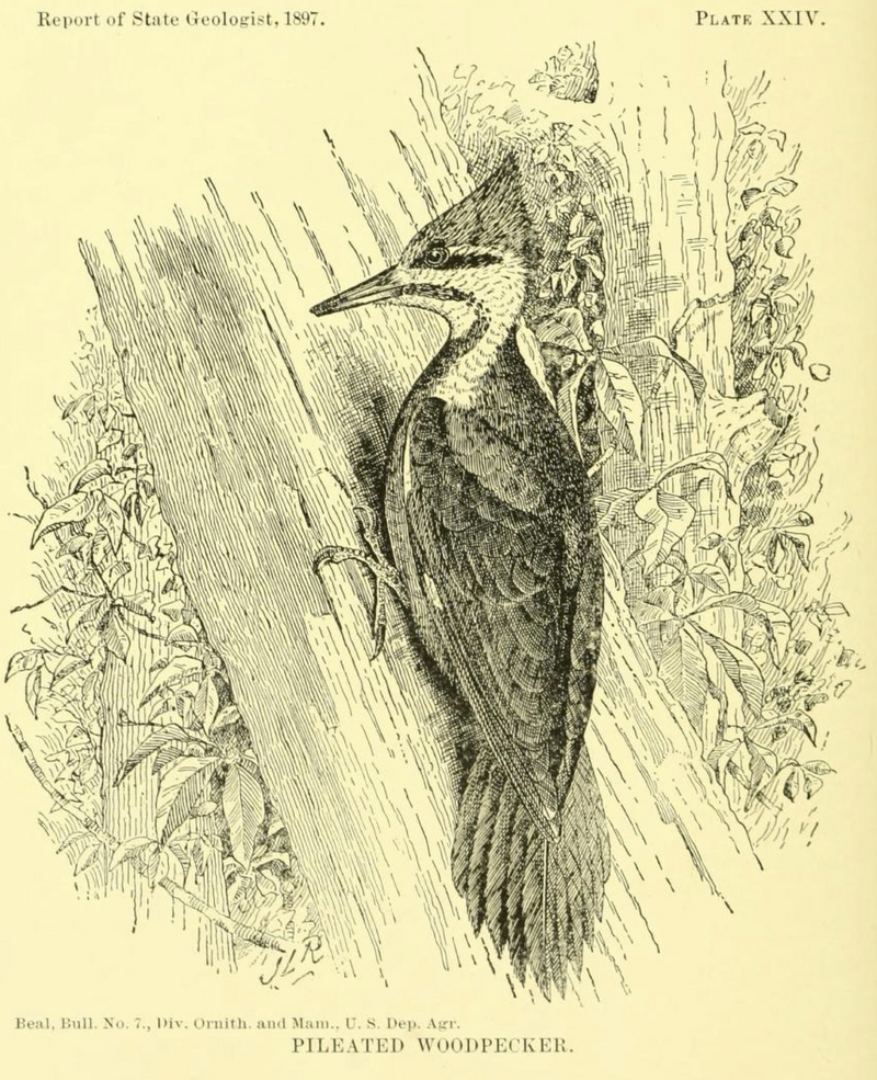 Dryocopus pileatus - Birds of Indiana 1898.jpg