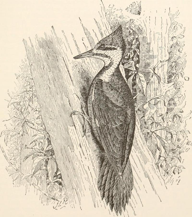 Michigan bird life - a list of all the bird species known to occur in the State together with an outline of their classification and an account of the life history of each species, with special (14565936409).jpg