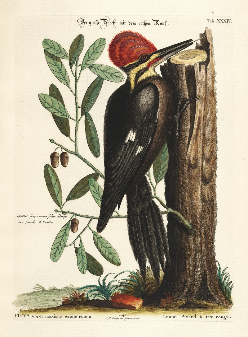 Verzameling van uitlandsche en zeldzaame vogelen (Tab. XXXIV) (7894173642).jpg
