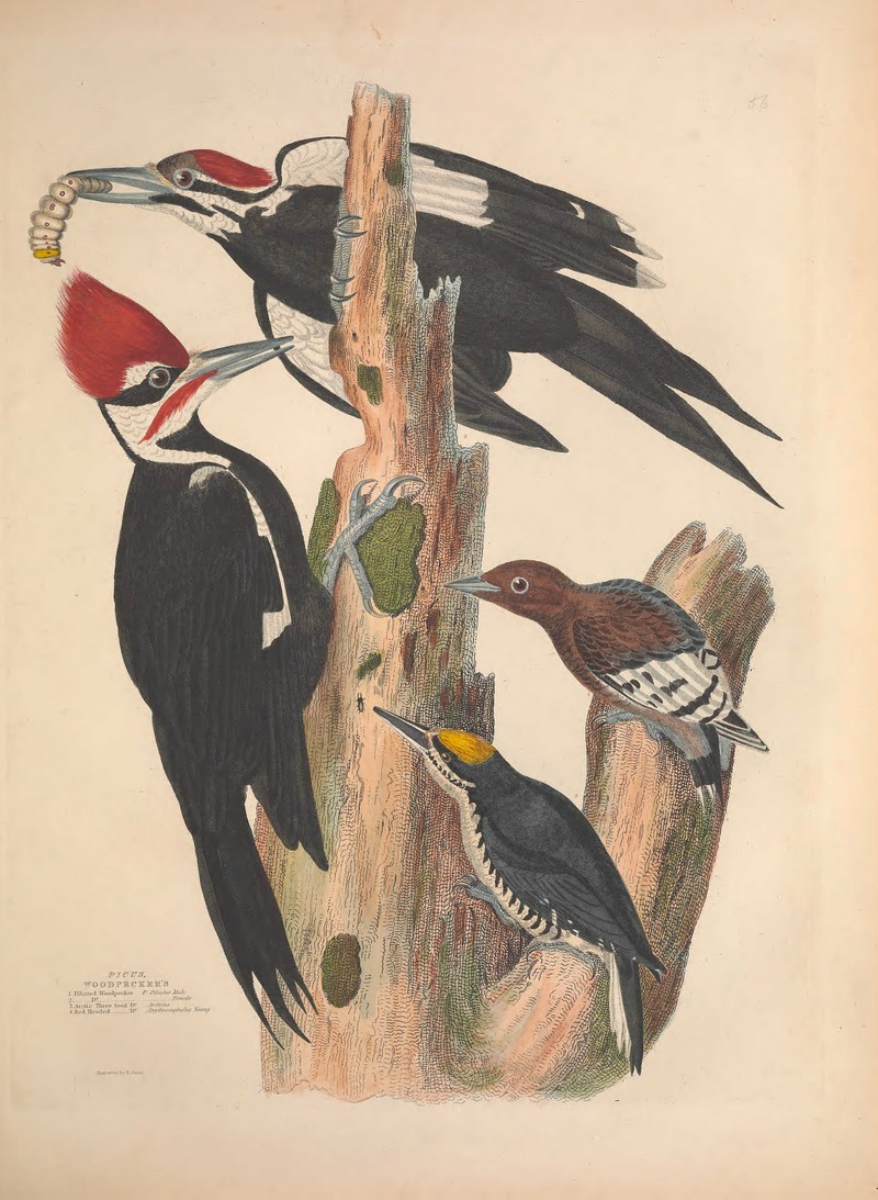 Illustrations of the American ornithology of Alexander Wilson and Charles Lucian Bonaparte - with the addition of numerous recently discovered species and representations of the whole sylvae of North (14562880018).jpg