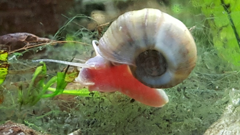 Red Freshwater Snail in Fish Tank - great ramshorn snail (Planorbarius corneus).jpg