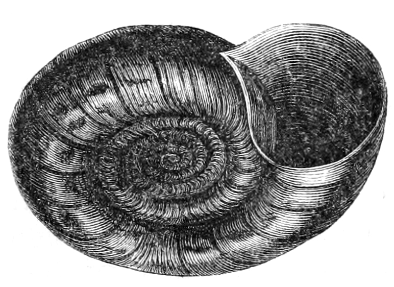 Natural History - Mollusca - Planorbis corneus.png