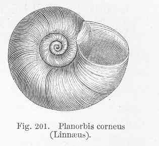 FMIB 50248 Planorbis corneus (Linnaeus).jpeg