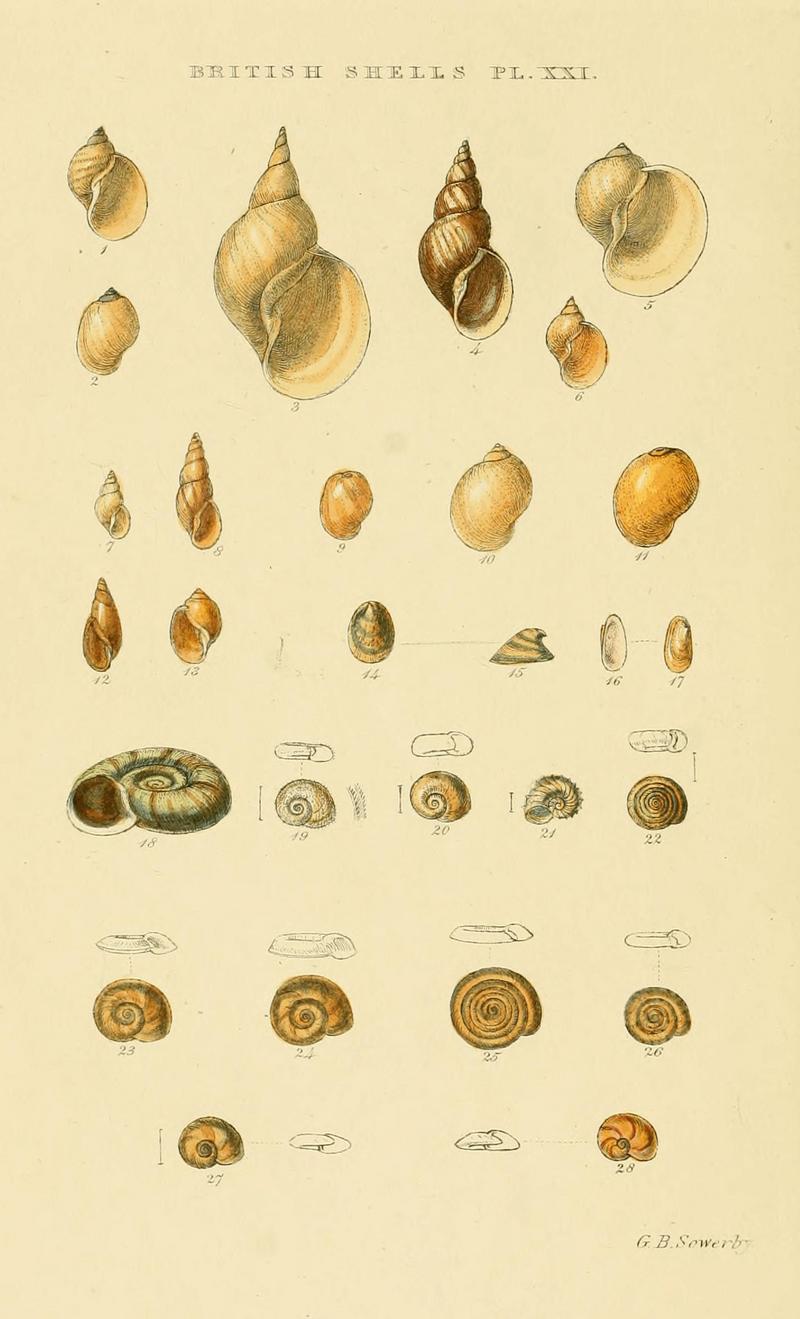 Illustrated Index of British Shells Plate 21.jpg