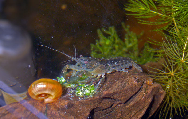 Cambarellus patzcuarensis-feeding.jpg